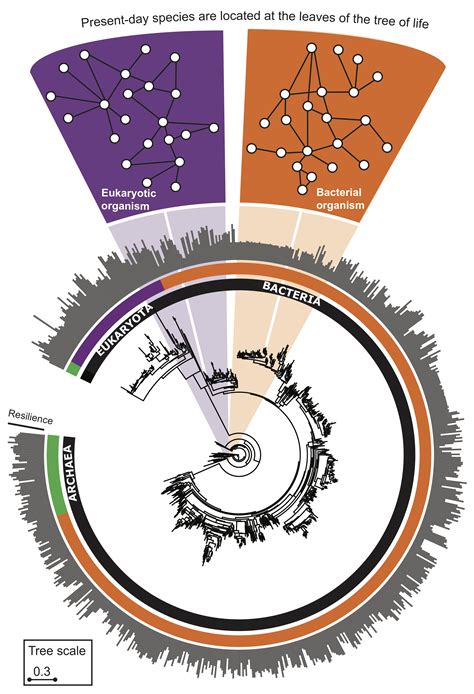 SNAP: Evolution of protein interactomes across the tree of life