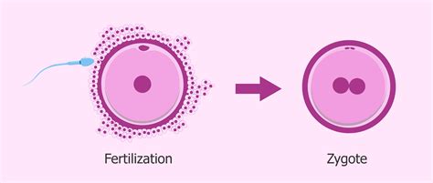 The zygote: first stage of embryo development after fertilization