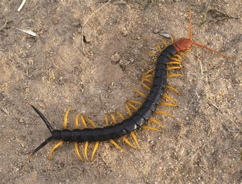 Are House Centipedes Dangerous To Pets - Pets Retro