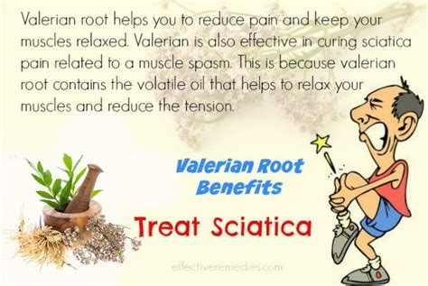 Top 11 Valerian Root Benefits, Uses, & Side Effects On Health