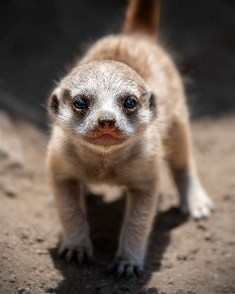 Baby Meerkats Debut at LA Zoo – NBC Los Angeles