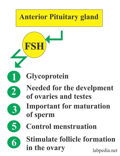 Follicle Stimulating Hormone (FSH) (Follicular Stimulating Hormone), Follitropin – Labpedia.net