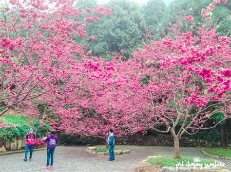 Blushing Taiwan: Where to See the ‘Pinkest’ Cherry Blossoms in Taiwan | Girl Chasing Sunshine