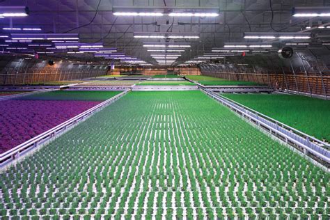 Lighting Innovator Fluence Bioengineering Acquired by Osram - Greenhouse Grower