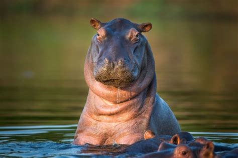 What Does a Hippo Sound Like? Hippo Sounds Explained