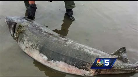 Real-life lake monster discovered in Lake Champlain's waters