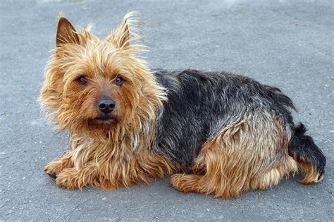 Australian Terrier - 101DogBreeds.com