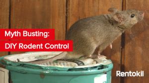 Myth Busting: DIY Rodent Control