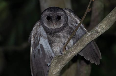 This Greater Sooty Owl (Tyto tenebricosa) was channeling his inner Batman at me. Found in ...