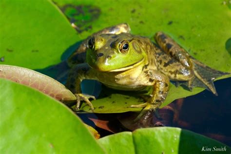 bullfrog predators | Kim Smith Films