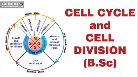 Cell Cycle and Cell Division(B.Sc) - YouTube