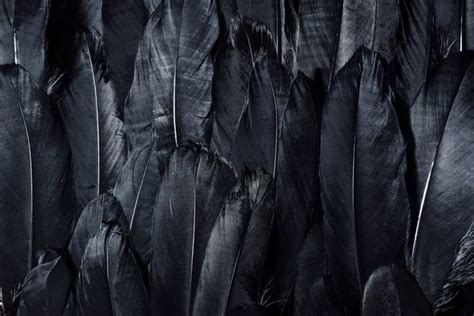 Raven Feathers Wallpaper