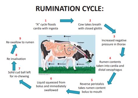 Digestive System 10: Ruminant Digestive Physiology Diagram | Quizlet