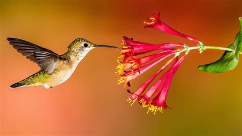 A hummingbird garden for all the seasons