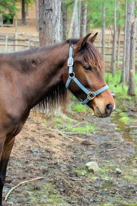 Horse Brown Color 1 Free Stock Photo - Public Domain Pictures