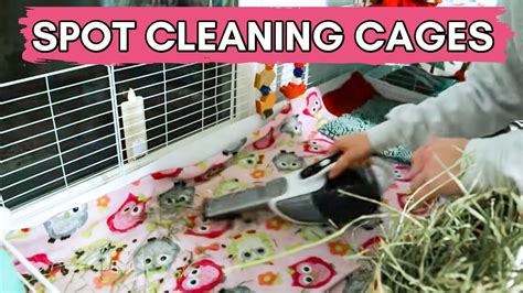 Spot cleaning guinea pig cages // vlogmas day 14 - YouTube