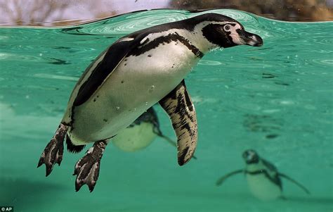 London Zoo: Penguins enjoy new London 2012 Olympic diving pool | Daily ...