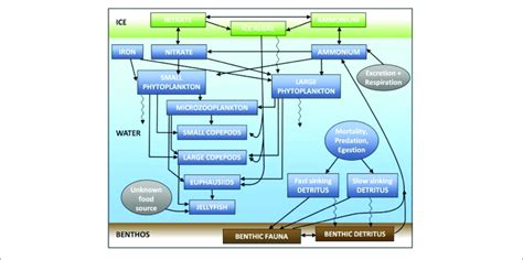 | Schematic diagram of the model ecosystem structure, reprinted from... | Download Scientific ...