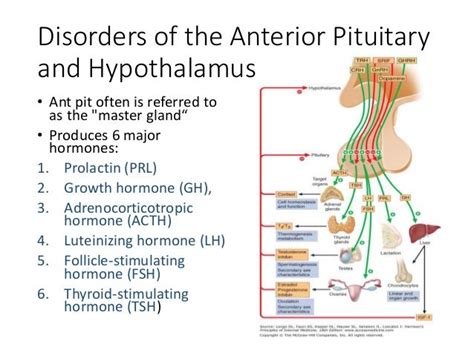 Pituitary and hypothalamus