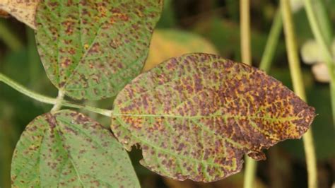 Cercospora Leaf Blight - Soybean Disease - Soybean Research ...