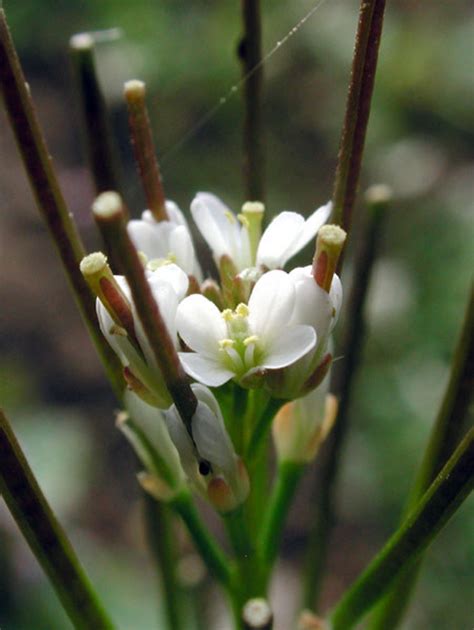 Cardamine hirsuta (hairy bitter-cress): Go Botany