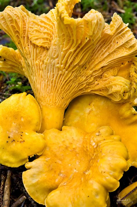 Golden Chanterelle (Cantharellus cibarius) - Oregon Photography