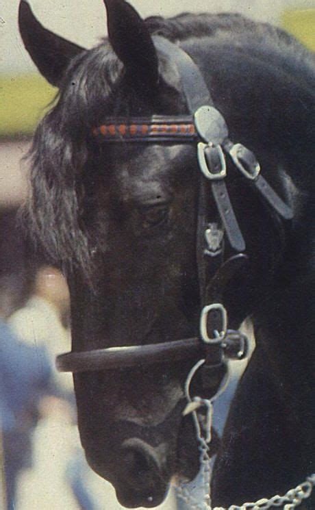 Murgese horse | Horses, Black horses, All horse breeds