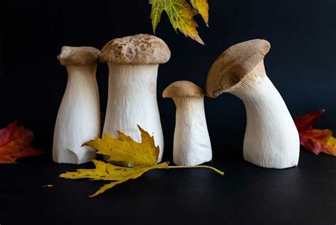 King Oyster Mushrooms: Nutrition Facts and Benefits - Nutrition Advance