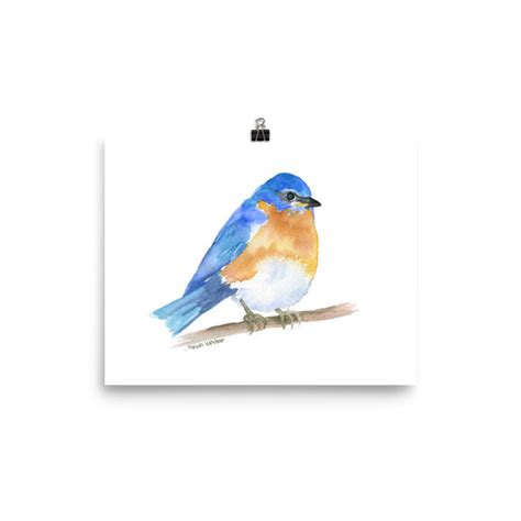 Eastern Bluebird Watercolor – Susan Windsor