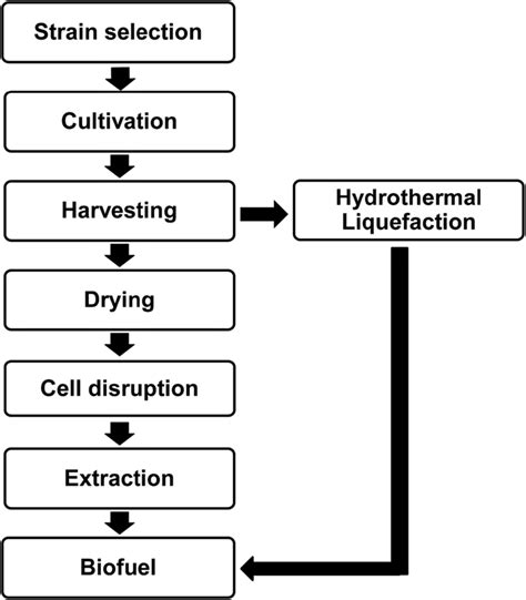 Flow chart showing different steps involved in biofuel production using... | Download Scientific ...