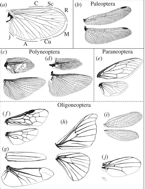 Insect Wings Drawing