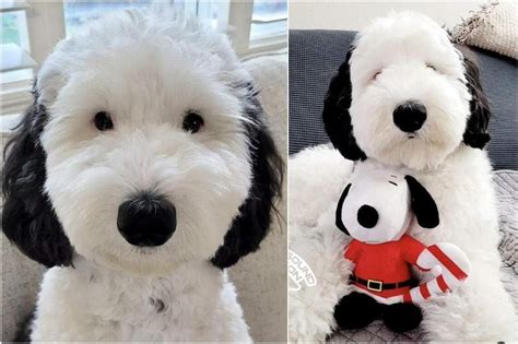 Snoopy, is that you? Canine wins Internet with its uncanny resemblance to cartoon dog | The ...