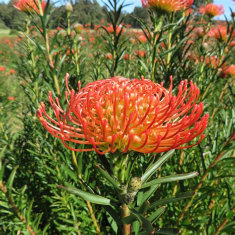 Leucospermum So Successful 14cm - Garden World