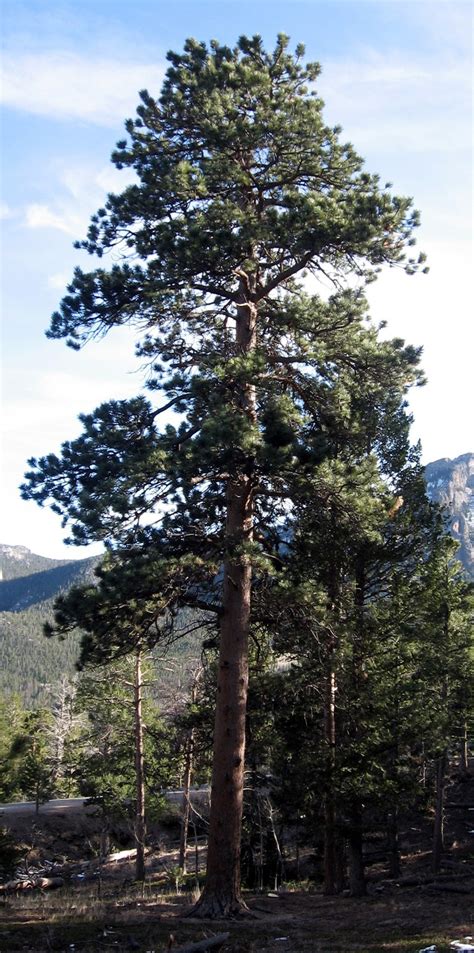 Rocky Mountain Bushcraft: Rocky Mountain Tree Identification: Ponderosa Pine Tree