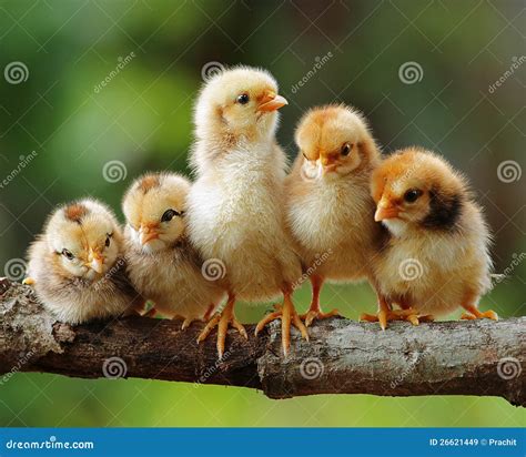 Five of cute chicks stock image. Image of animals, cute - 26621449