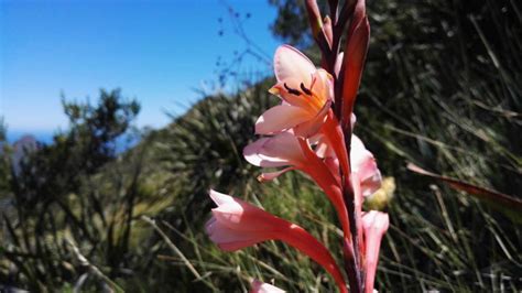 Devil’s Peak Hiking Trail | The Hiking Chronicles