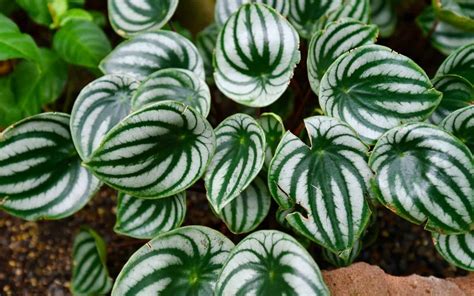 Growing peperomia plants successfully 🍃 🌟 Discover tips for vibrant ...