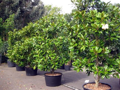 Buy Magnolia grandiflora (Evergreen Magnolia) - UK Delivery