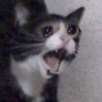 Crying Cat Meme Generator - Imgflip