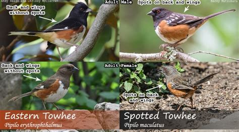 Eastern Towhee vs. Spotted Towhee | Badgerland Birding