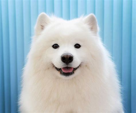 Samoyed Dog Breed » Everything About Samoyeds