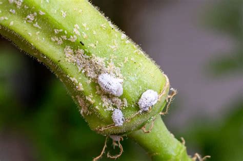 All About Mealybugs - Identification and Management | Bugs.com