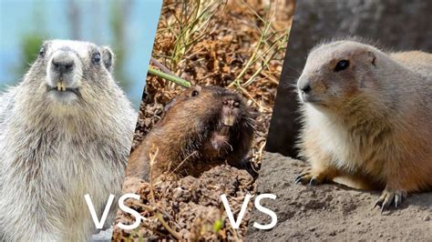 Groundhogs VS Prairie Dogs VS Gophers – A Comparison – Floofmania