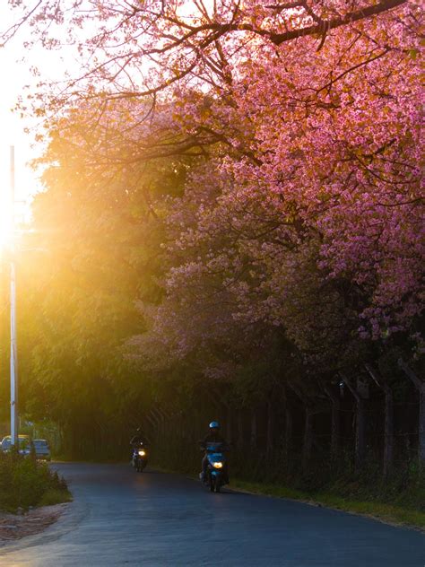 Shillong is pretty in pink right now | Condé Nast Traveller India