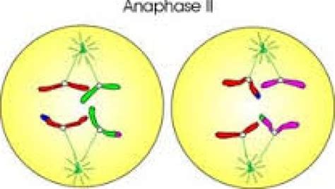 Difference Between Anaphase 1 and 2 | Process, Function, Features