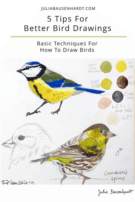 How To Draw Birds - 5 Tips For Better Bird Drawings | Julia Bausenhardt | Bird drawings ...