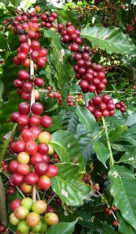 Coffee Bean Plant Care : The Science of Coffee Growing - Analytical Answers - Coffee beans are ...