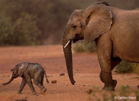 MEP: The Elephants of Mali | WILD Foundation