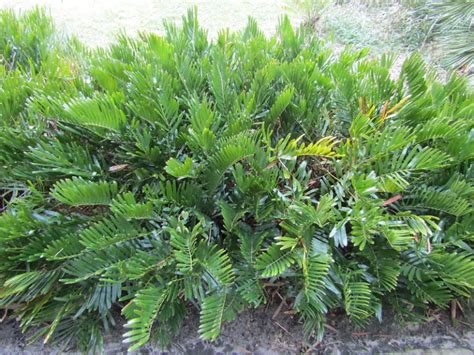 47 Native Plants for Florida: Flowers, Shrubs, and Trees - Lawnstarter