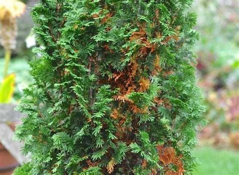 Pin on Conifer trees